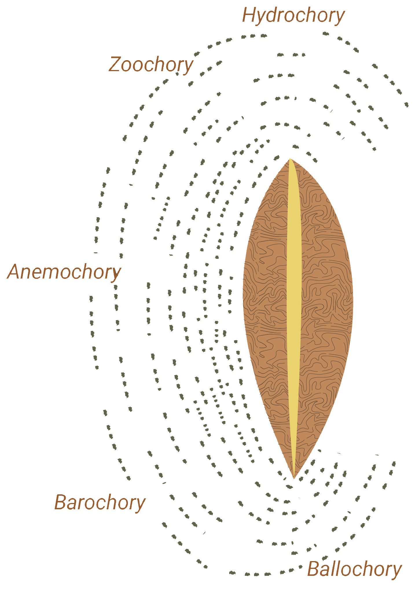Seed Dispersal Diagram Base